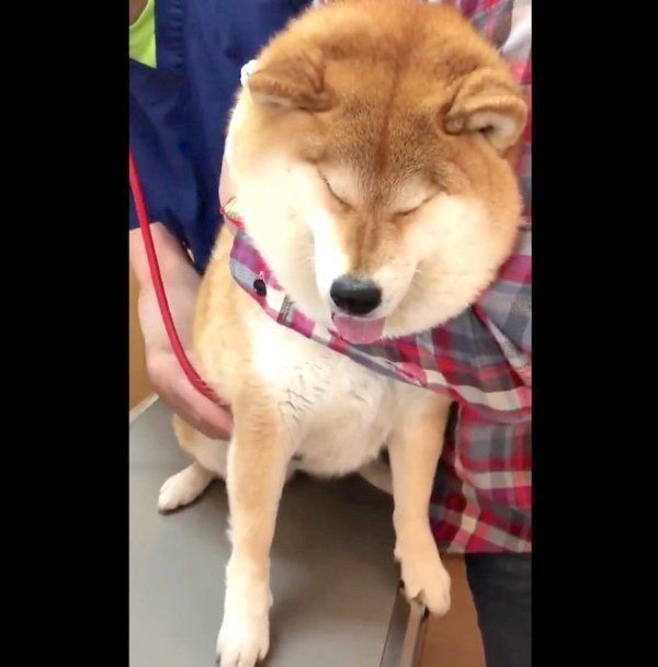 診察台に乗って険しいお顔をするハナちゃん