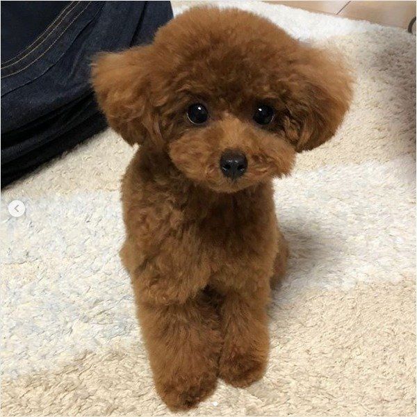 トイ・プードル