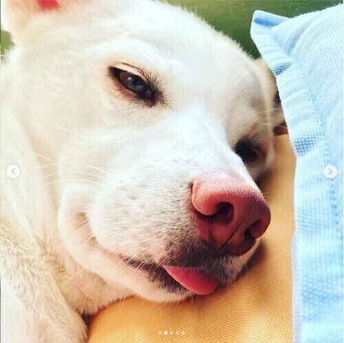 舌を出す雑種犬