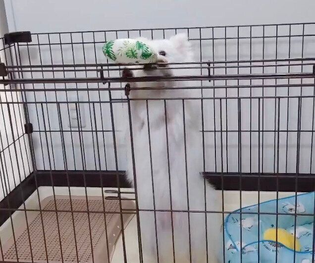 おもちゃをケージの外に出すおこめちゃん