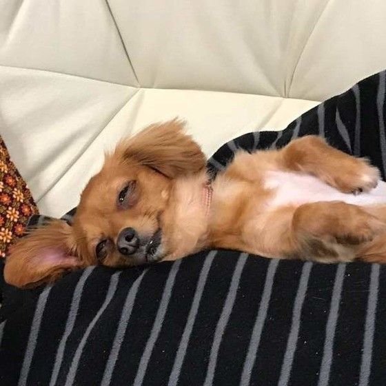 獣医師監修 犬の臭いの原因と対策とは おすすめ消臭グッズもご紹介 いぬのきもちweb Magazine