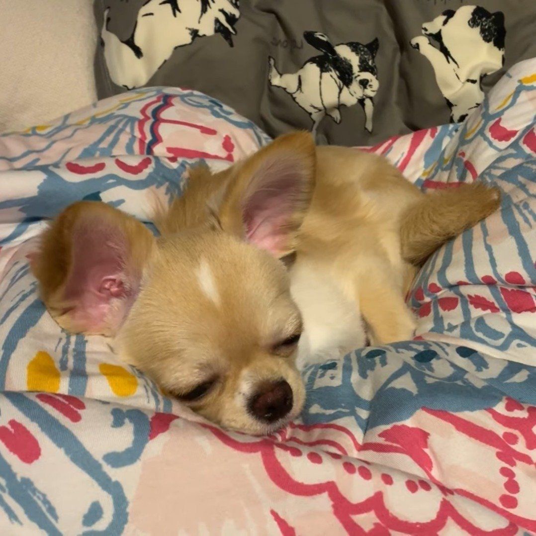 眠そうなみるくちゃん