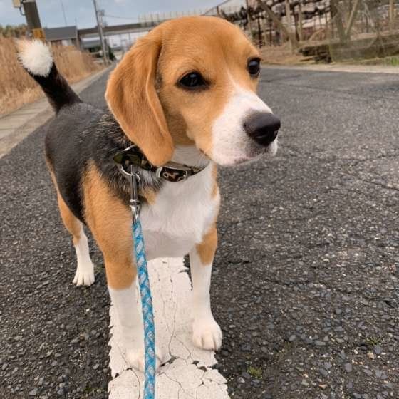 遠くを見つめるビーグル