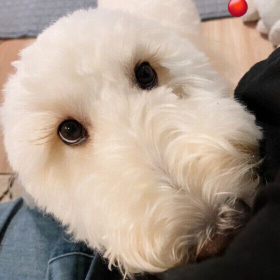 上目遣いの可愛い表情 いぬのきもち