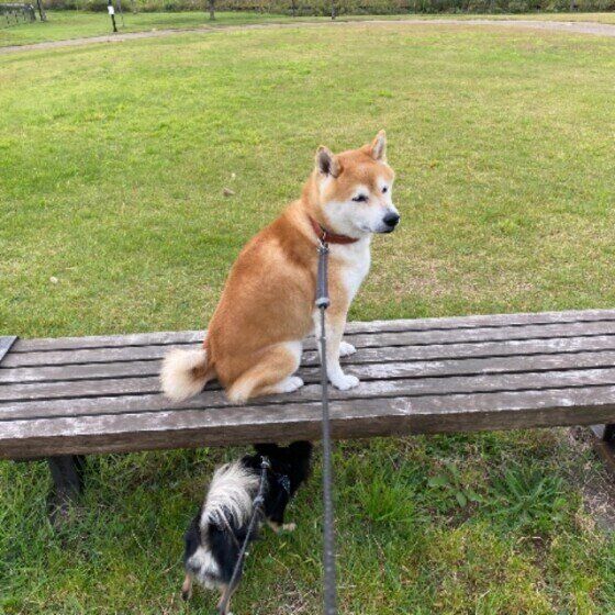 獣医師監修 犬の冬の寒さ対策を徹底解説 室内飼いから外飼いまで いぬのきもちweb Magazine