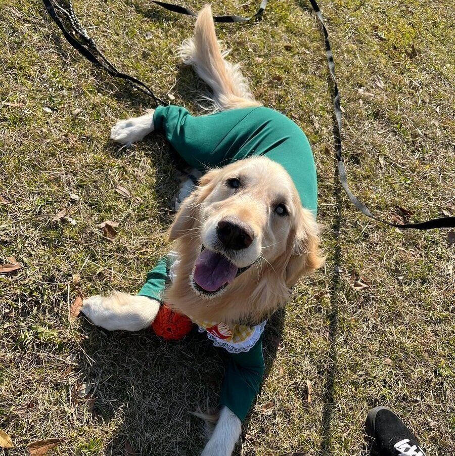 お散歩中、かわいらしい表情を見せるれんくん