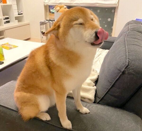 舌を出すぽてとくん