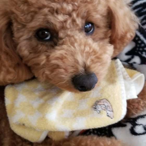 上目遣いをするトイ・プードル