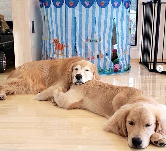 仲良く眠るアランくんとセナちゃん