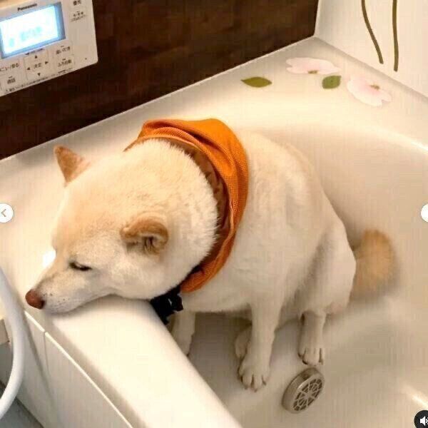 お風呂場に避難するごん太くん