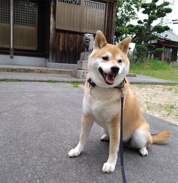 神社に来たテツくん