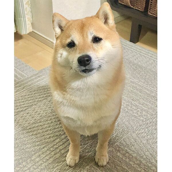 安納芋プリンを食べている飼い主さんを見るこじろうくん