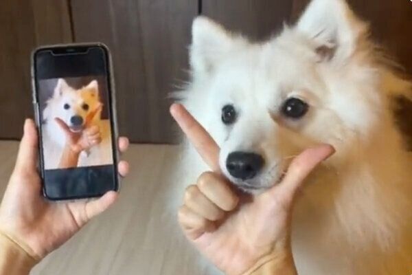 ポージングができるぽぽくん