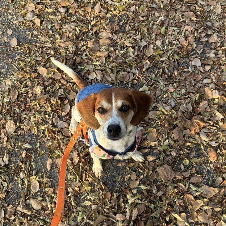 飼い主さんお気に入りの1枚