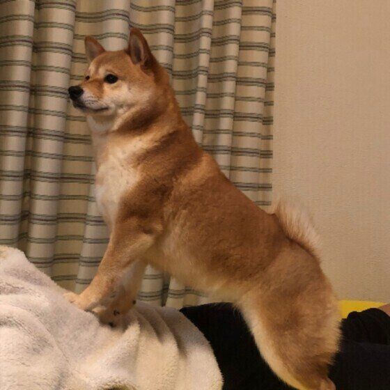 飼い主さんの背中に乗る柴のめいちゃん