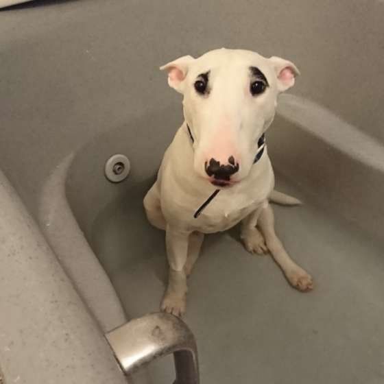 お風呂に座るトペくん