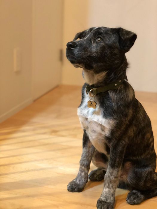 生後約4カ月 お迎えされた頃の犬