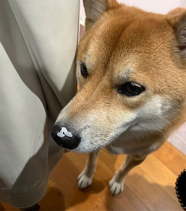 鼻にごはん粒がついている仁太くん