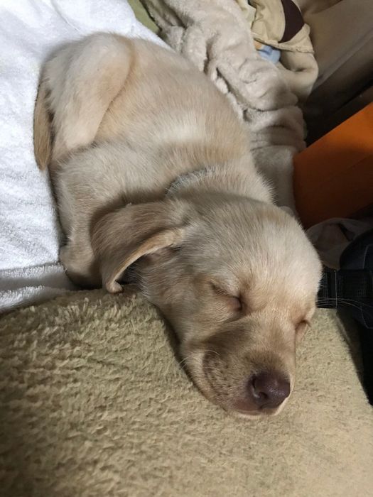 「このときは本当に小さくてコロコロしていて、子犬特有のニオイもしてかわいかった」と飼い主さんが
