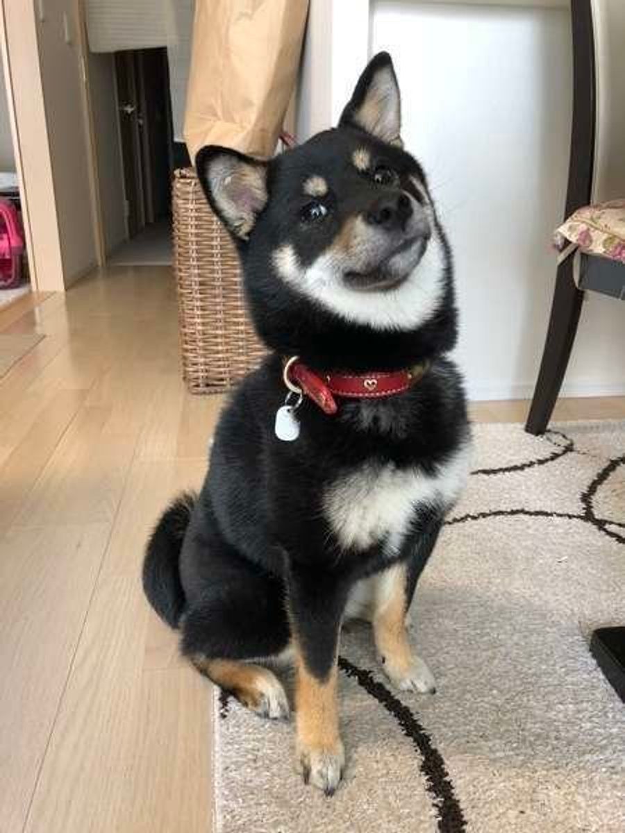 そろそろ新調するべき 愛犬の 首輪 ハーネス の買い替えどき いぬのきもちweb Magazine そろそろ新調するべき 愛犬の 首輪 ハーネス の買い替えどき いぬのきもちweb Magazine