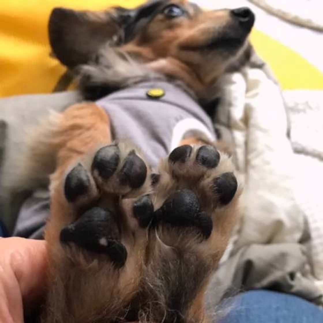 梅雨の季節に気を付けたい愛犬の足裏ケア 炎症を起こさせないためには いぬのきもちweb Magazine 梅雨の季節に気を付けたい愛犬の足裏ケア 炎症を起こさせないためには いぬのきもちweb Magazine