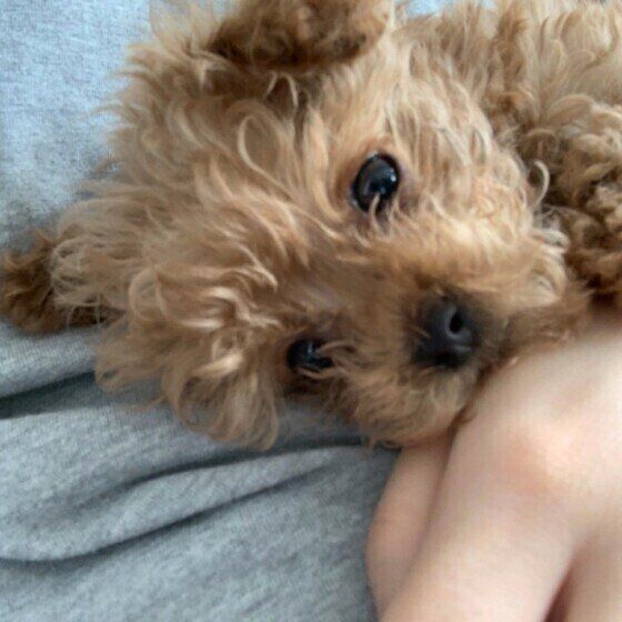 トイ・プードルのぷあくん