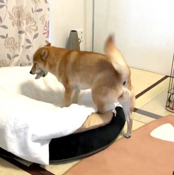 帰宅した飼い主さんを歓迎するももちゃん