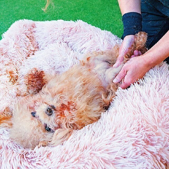 ちょびちゃん（推定10才）は、足が骨折していた状態で救出され、山田さんのマッサージにより回復していくことに