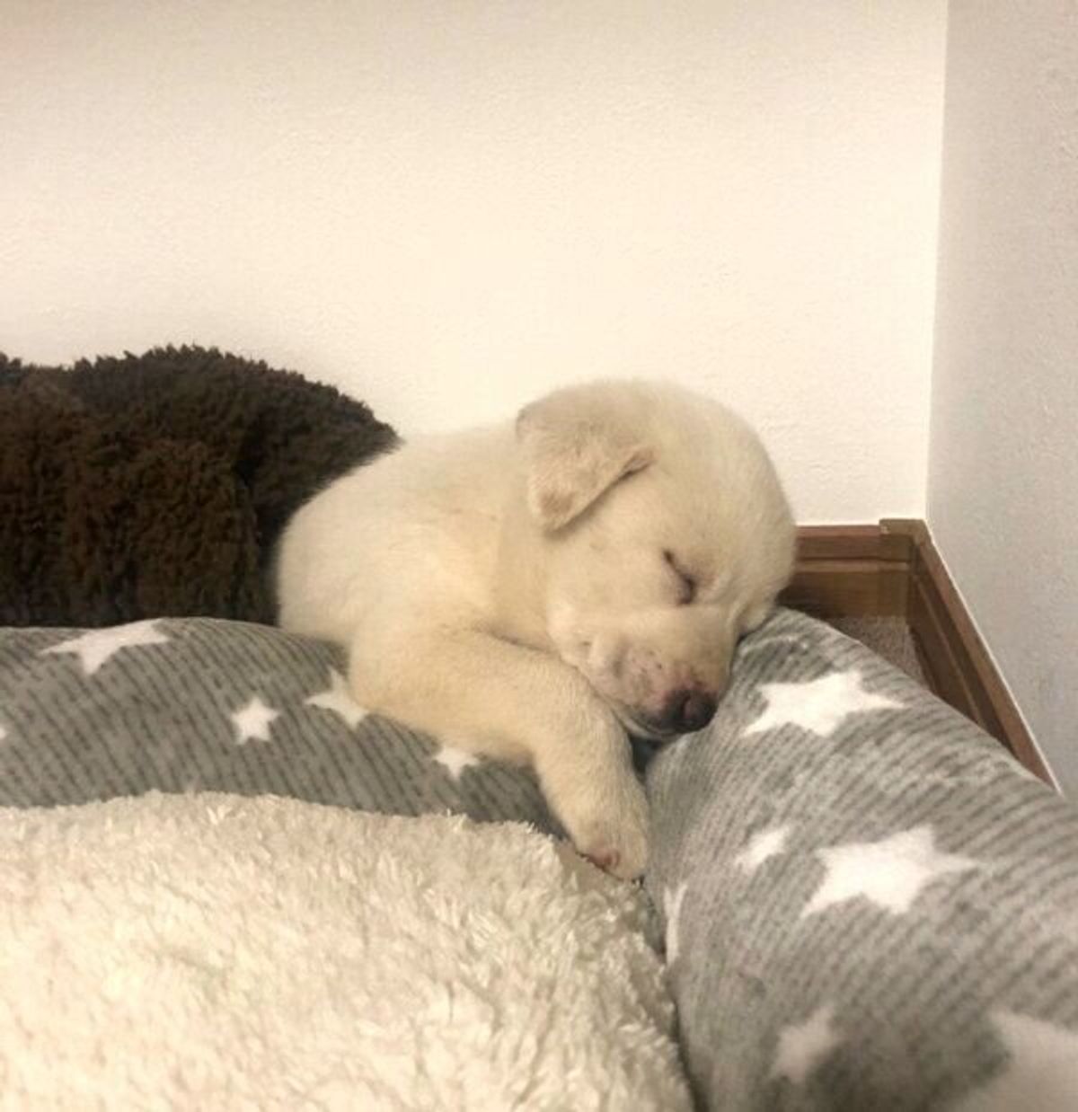 保健所で悲しそうな顔をしていた野犬の子犬 家族に迎え みんなに笑顔をもたらす存在に いぬのきもちweb Magazine 保健所で悲しそうな顔をしていた野犬の子犬 家族に迎え みんなに笑顔をもたらす存在に いぬのきもちweb Magazine