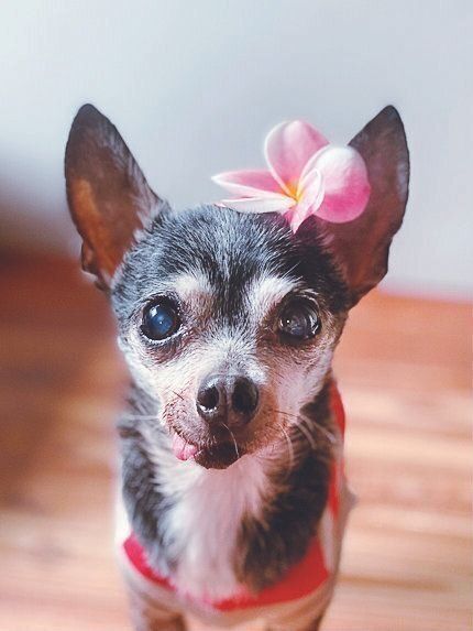 昨年亡くなったEさん家のはこべちゃん（推定17才）。Poochから迎えたあと、よく旅行にも行ったそう