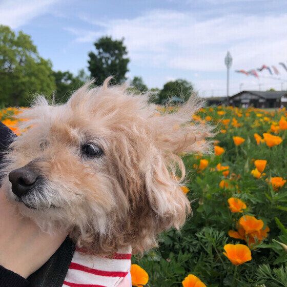 トイ・プードルのぴこちゃん