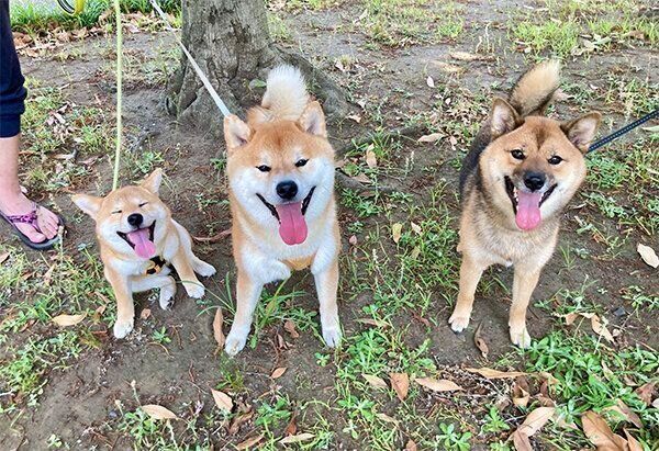 笑顔のわらびちゃん、こむぎくん