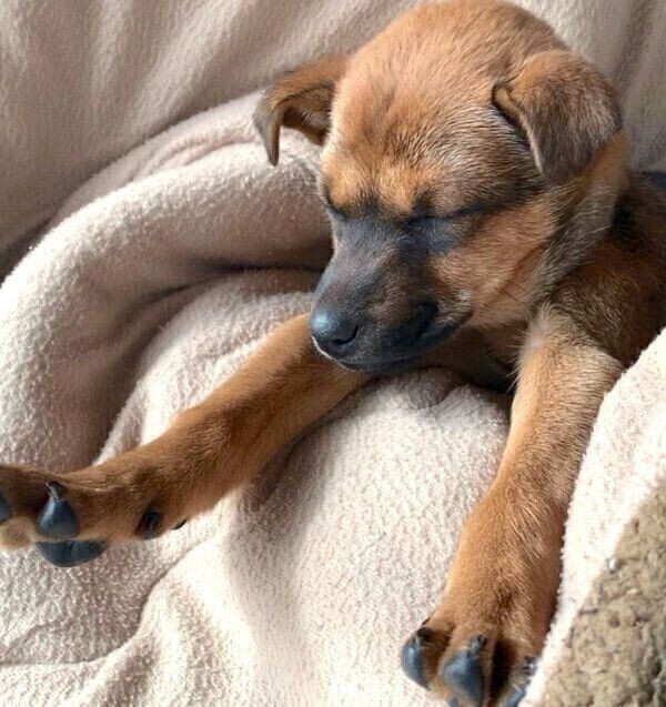 気持ちよさそうに眠るハロちゃん