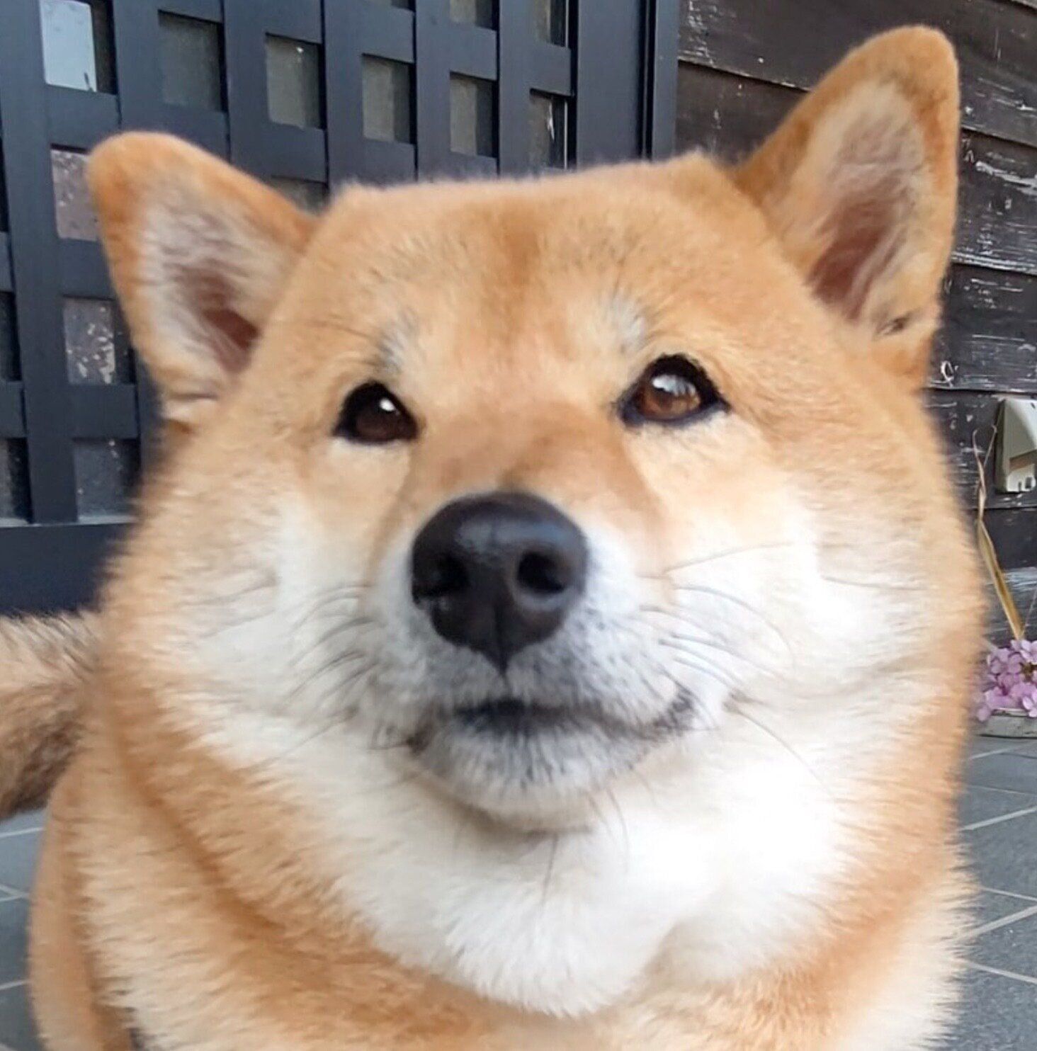 角刈りのような頭が可愛いオルカちゃん