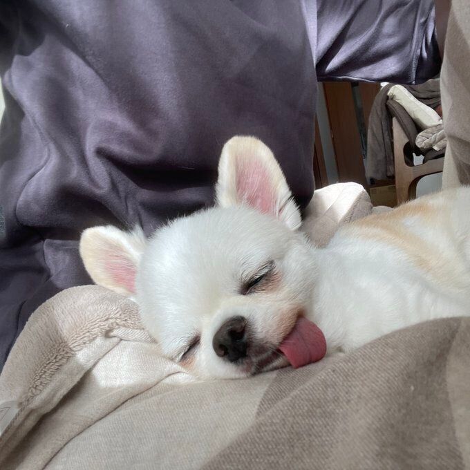 別の日の様子 飼い主さんのひざの上で眠るしらたまくん