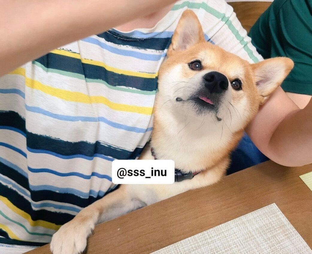犬用チーズをもらう麦くん