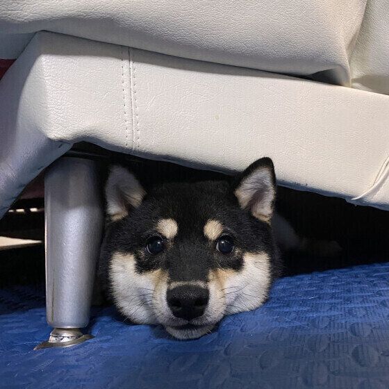 柴   竹千代  ソファの下に