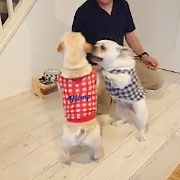 パパを取り合うフレンチ・ブルドッグ兄妹