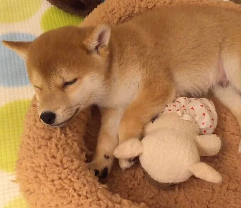 眠る柴犬の子犬