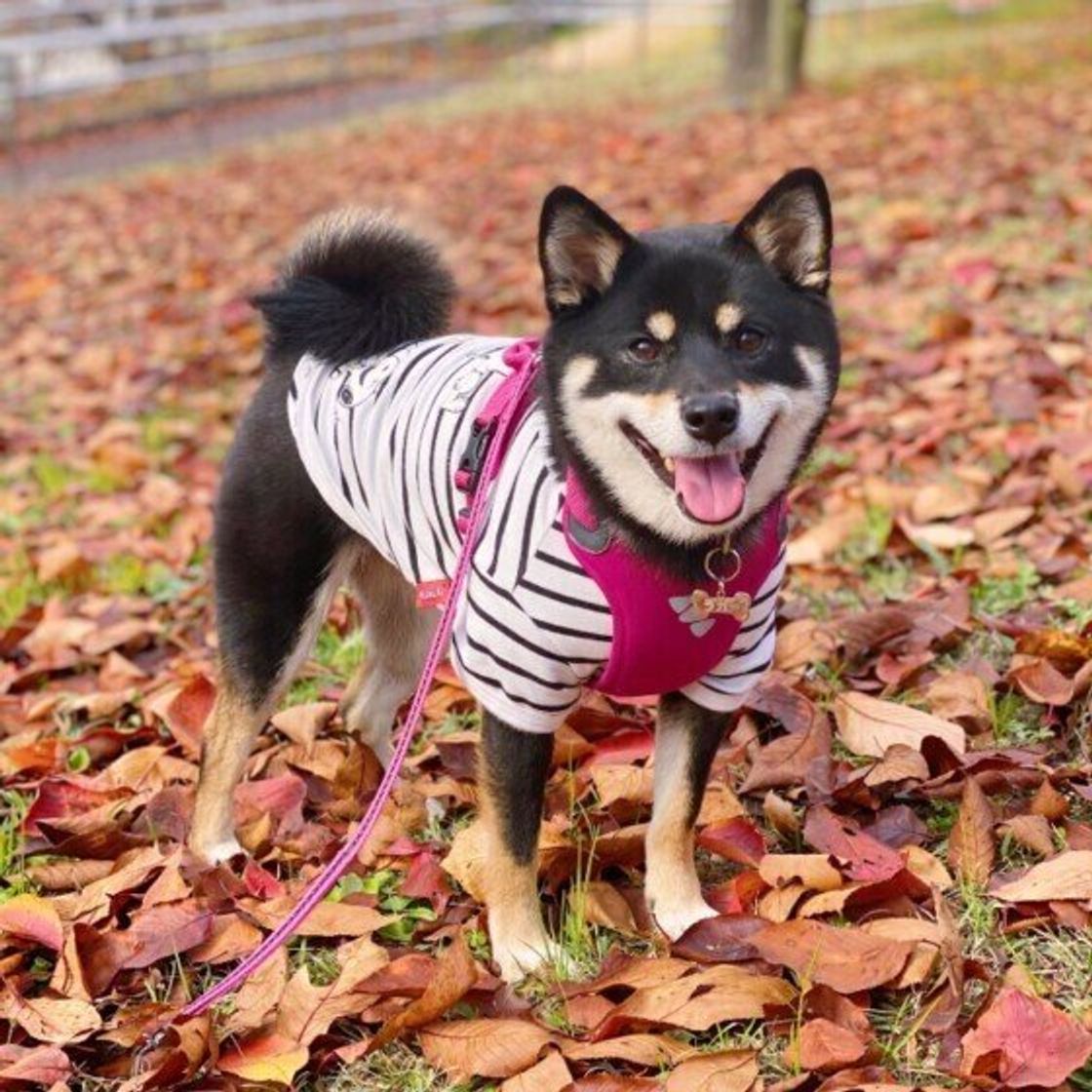 獣医師監修 犬の鼻水は病気のことも 気を付けたい症状は いぬのきもちweb Magazine 獣医師監修 犬の鼻水は病気のことも 気を付けたい症状は いぬのきもちweb Magazine