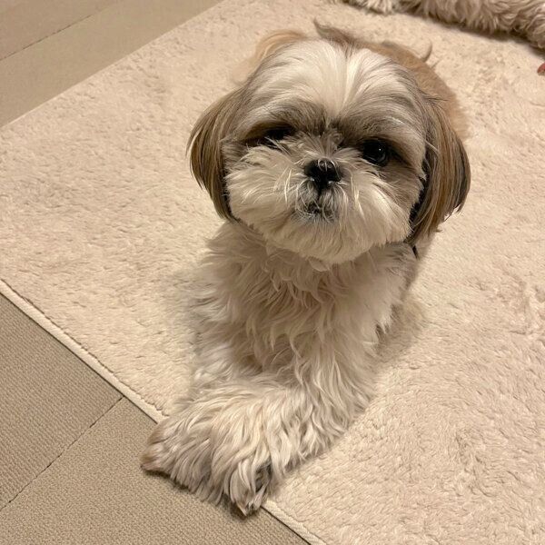 まったりするえまちゃん