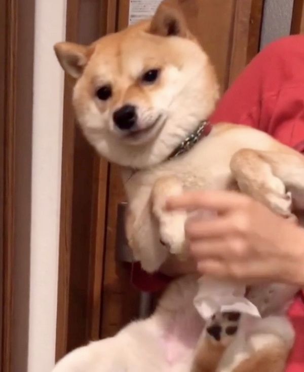 足拭きが嫌いな柴犬