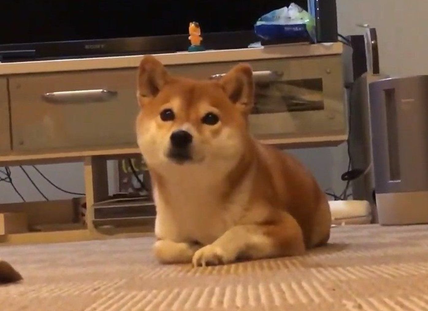 リビングでくつろぐ猫みたいなワンコの平和な時間 でもオヤツの音がして いぬのきもちweb Magazine リビングでくつろぐ猫みたいなワンコの平和な時間 でもオヤツの音がして いぬのきもちweb Magazine