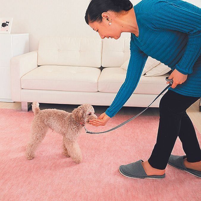 手に握ったフードのニオイを愛犬にかがせ、「オイデ」と言って数歩後ろへ。愛犬もつられて前に出ます