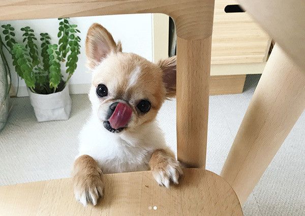 見つめるチワワ