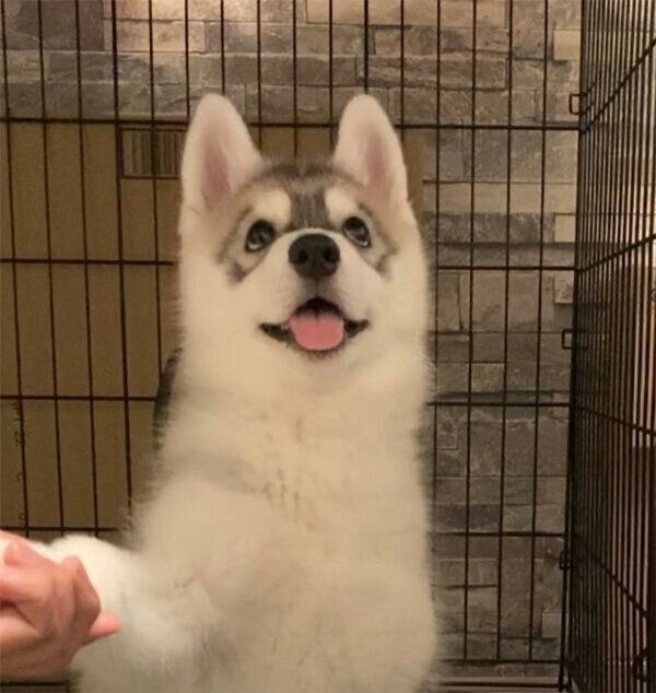 「お手」をするみぞれちゃん