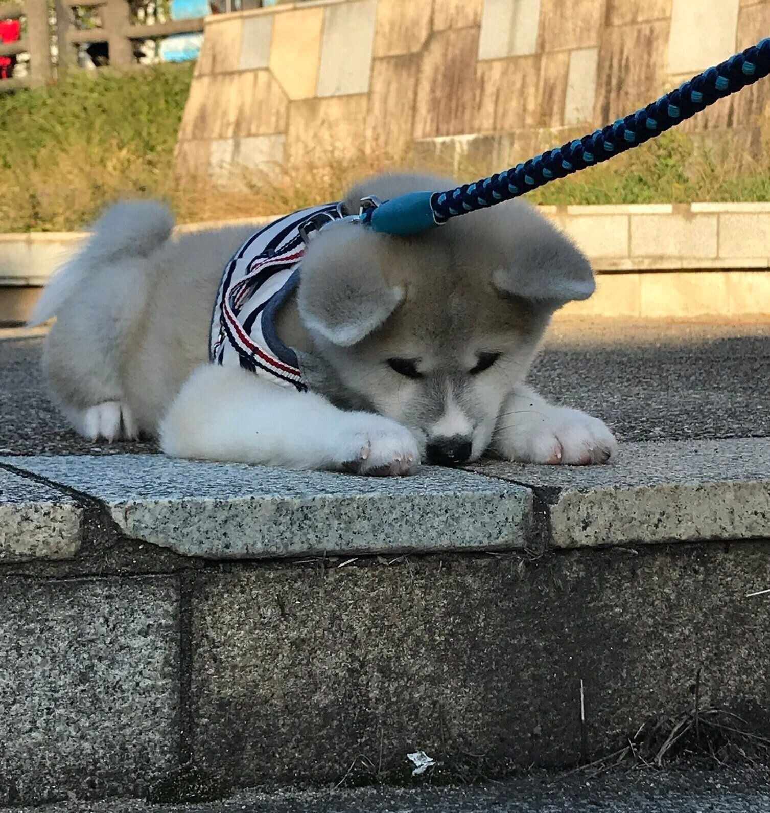 子犬時代の凛太郎くん