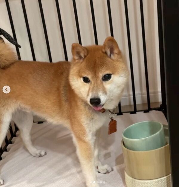 ドライ納豆を食べたレノくん