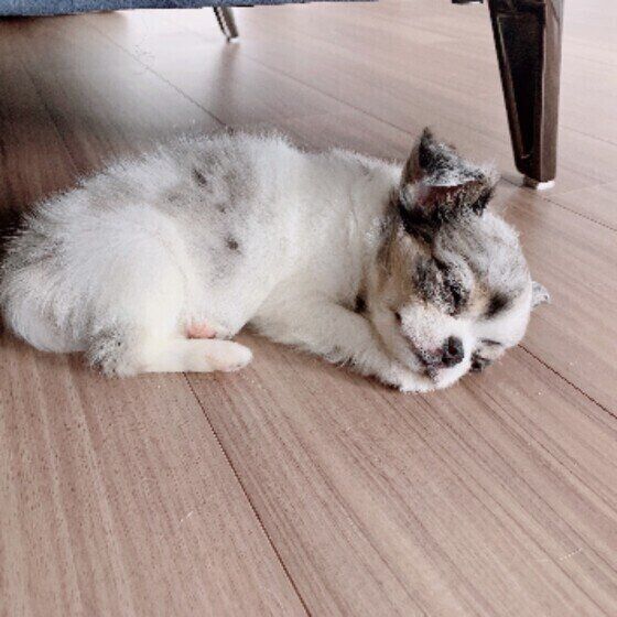すやすや眠る犬