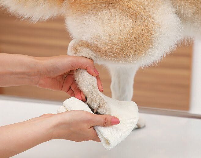 正しい足の拭き方